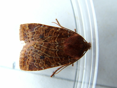 Chestnut